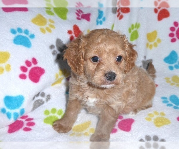 Medium Photo #11 Cavapoo-Poodle (Miniature) Mix Puppy For Sale in ORO VALLEY, AZ, USA