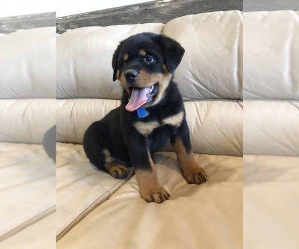 Medium Photo #16 Rottweiler Puppy For Sale in BRIGHTON, CO, USA