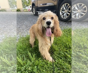 Medium Cocker Spaniel