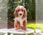 Small Photo #3 Goldendoodle-Poodle (Miniature) Mix Puppy For Sale in KILLINGER, PA, USA