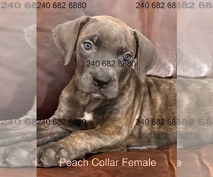 Cane Corso Puppy for Sale in LA PLATA, Maryland USA