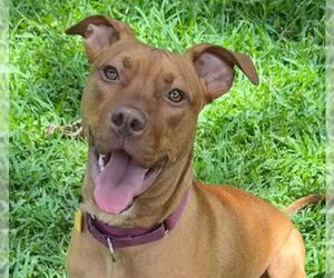 Mutt Dogs for adoption in Canton, CT, USA