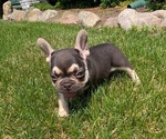 Small Photo #48 French Bulldog Puppy For Sale in GOSHEN, IN, USA