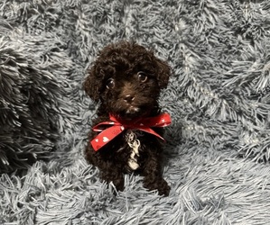 Cavapoo (Toy) Puppy for sale in JEFFERSONVILLE, IN, USA