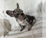 Small Photo #1 French Bulldog Puppy For Sale in OAKDALE, CA, USA