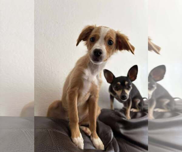 Medium Photo #2 Silkyhuahua Puppy For Sale in Visalia, CA, USA