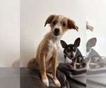 Small #1 Silkyhuahua