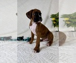 Small #4 Boxer