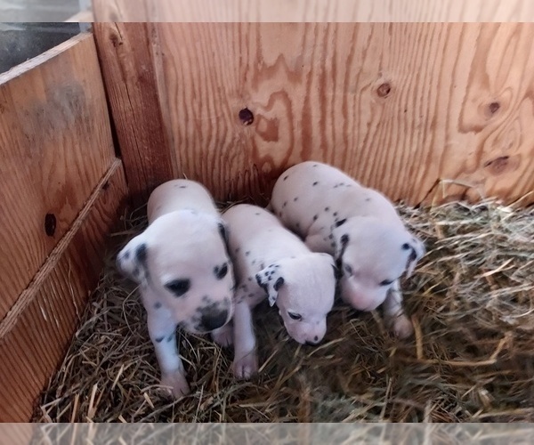 Medium Photo #1 Dalmatian Puppy For Sale in ADDISON, IL, USA