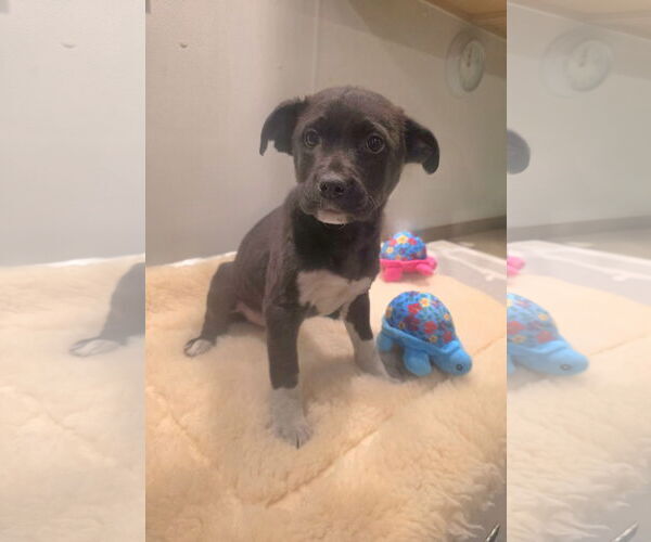 Medium Photo #2 Labrador Retriever-Unknown Mix Puppy For Sale in SHERBURNE, NY, USA