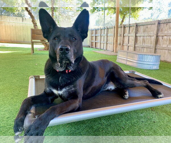 Medium Photo #3 German Shepherd Dog-Unknown Mix Puppy For Sale in San Diego, CA, USA