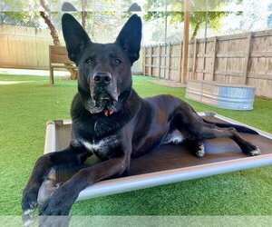 Theo - Male German Shepherd Dog-Unknown Mix Dog for Adoption - Photo #3
