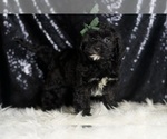 Small Photo #102 Cavapoo Puppy For Sale in WARSAW, IN, USA