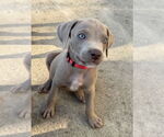 Small #2 American Staffordshire Terrier Mix