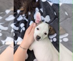 Small #1 Chihuahua Mix