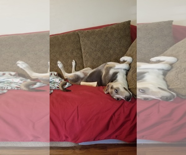 Medium Photo #2 Mutt Puppy For Sale in Poplar Bluff, MO, USA