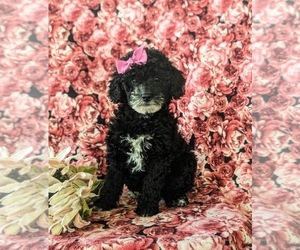 Poodle (Miniature) Puppy for sale in KINZERS, PA, USA