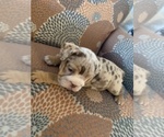 Small Photo #5 English Bulldog Puppy For Sale in CIBOLO, TX, USA