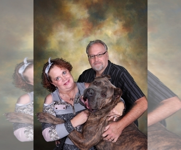 Medium Photo #1 Cane Corso Puppy For Sale in NEW TAZEWELL, TN, USA