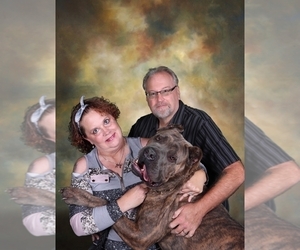 Father of the Cane Corso puppies born on 06/30/2026