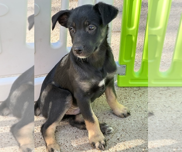 Medium Photo #5 Australian Shepherd Puppy For Sale in CONROE, TX, USA