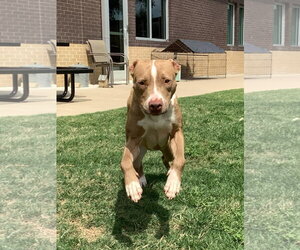Pebbles - Female American Pit Bull Terrier-Unknown Mix Dog for Adoption - Photo #3