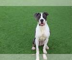 Small #1 American Staffordshire Terrier Mix