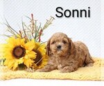 Puppy Sonni Cock-A-Poo