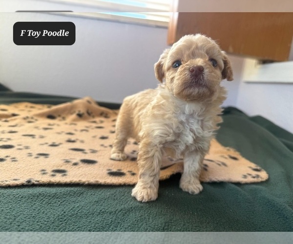 Medium Photo #2 Poodle (Toy) Puppy For Sale in TUCSON, AZ, USA