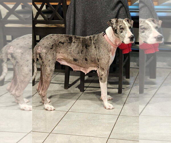 Medium Photo #4 Great Dane Puppy For Sale in Bullard, TX, USA