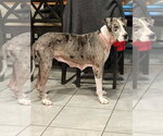 Small #3 Great Dane