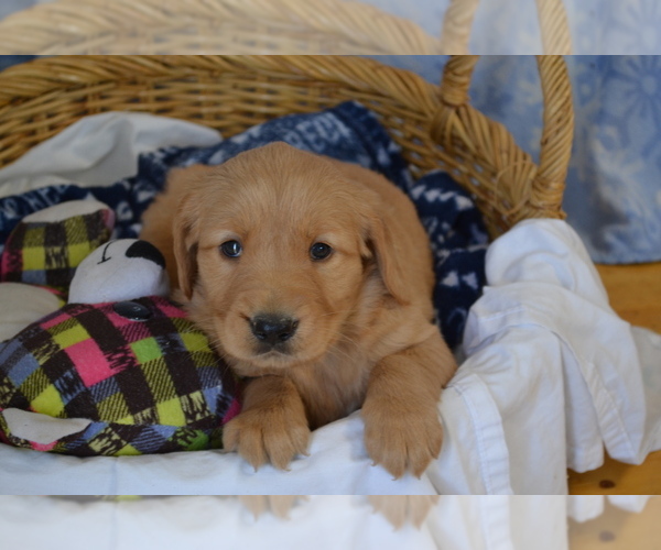 Medium Photo #29 Golden Retriever Puppy For Sale in GREENWOOD, WI, USA