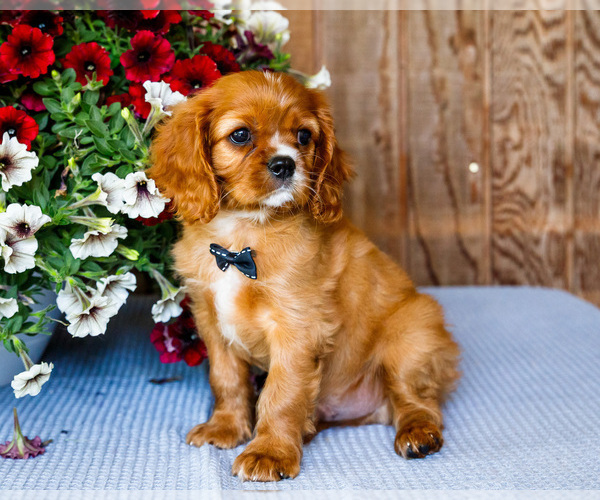 Medium Photo #5 Cavalier King Charles Spaniel Puppy For Sale in WAKARUSA, IN, USA