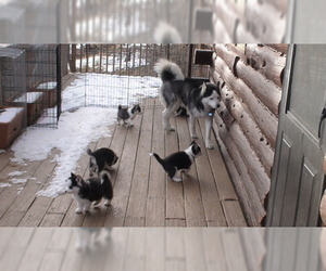 Father of the Siberian Husky puppies born on 01/11/2019