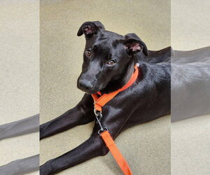 Nuka - Male American Pit Bull Terrier-German Shepherd Dog Mix Dog for Adoption - Photo #2