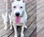 Small #13 American Pit Bull Terrier Mix