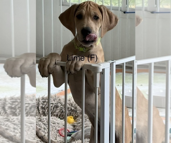 Medium Photo #2 Great Dane Puppy For Sale in GALLOWAY, OH, USA