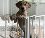 Small #1 Great Dane