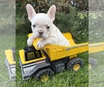 Image preview for Ad Listing. Nickname: Bruno