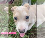 Small #9 American Pit Bull Terrier-Labrador Retriever Mix