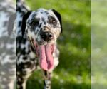 Small #1 Dalmatian