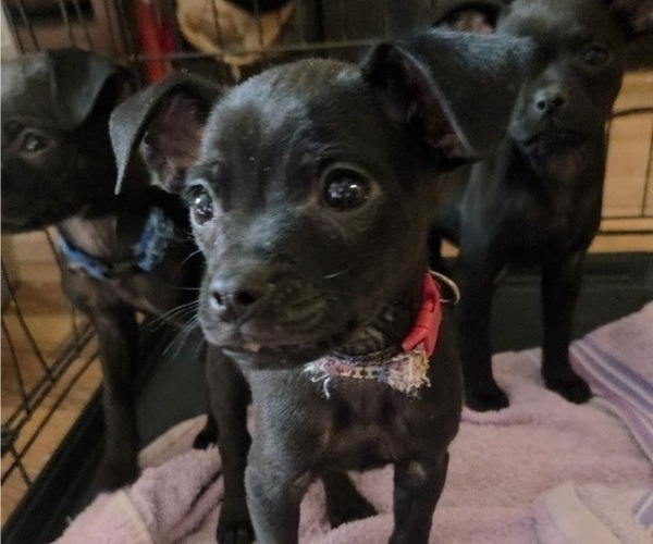 Medium Photo #9 Chug Puppy For Sale in HILLSDALE, MI, USA