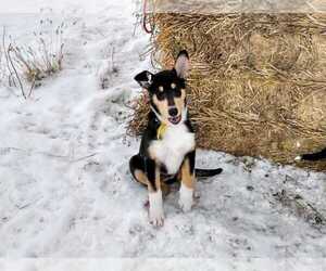 Collie Puppy for sale in DOWNEY, ID, USA