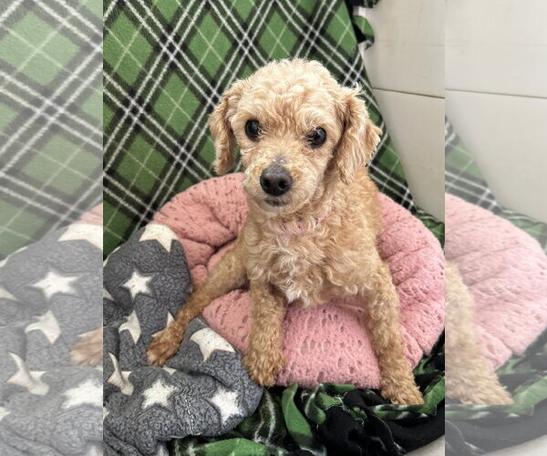 Medium Photo #1 Poodle (Miniature) Puppy For Sale in Pacolet, SC, USA
