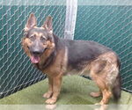 Small German Shepherd Dog