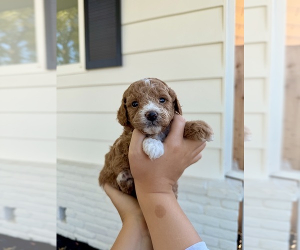 Medium Photo #7 Poodle (Miniature) Puppy For Sale in MARYSVILLE, CA, USA