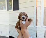 Small #6 Poodle (Miniature)