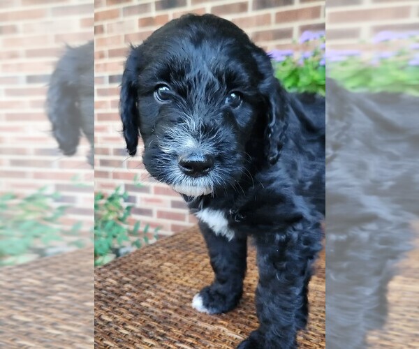 Medium Photo #2 Aussiedoodle Puppy For Sale in COLUMBIA, TN, USA