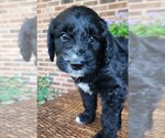 Small #1 Aussiedoodle