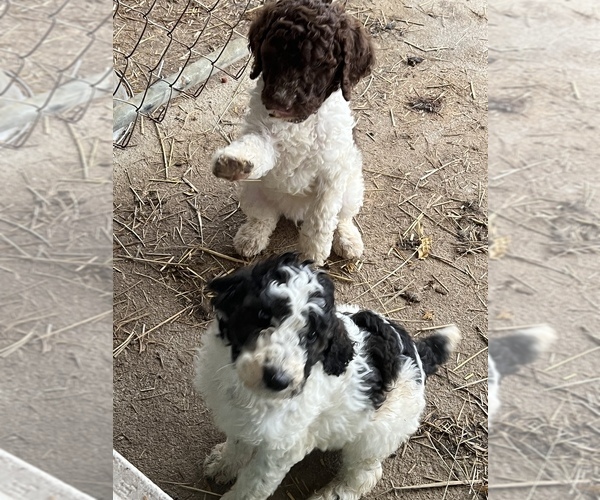 Medium Photo #10 Poodle (Standard) Puppy For Sale in LAWRENCEBURG, TN, USA